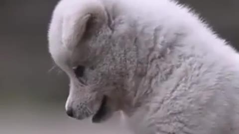 Cutest Puppy Playing With Small Cute Chicks