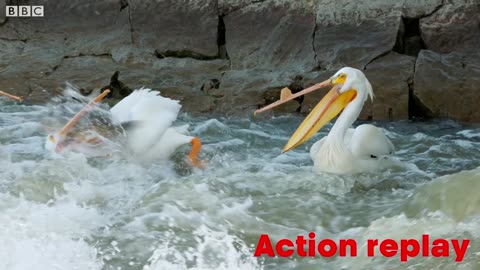 Pelican's Fishing Fail | Earth's Great Rivers | BBC Earth