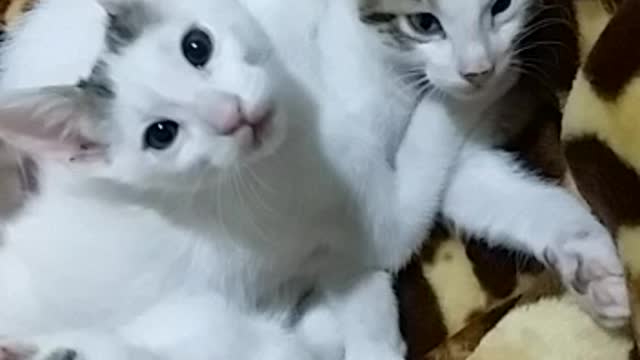 Beautiful cats playing with their heads