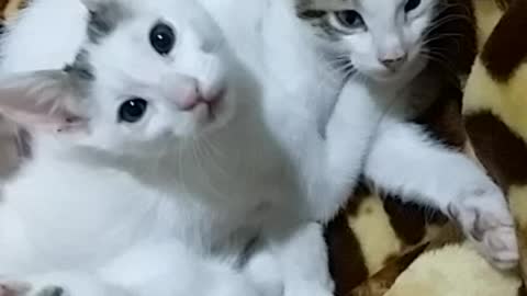 Beautiful cats playing with their heads