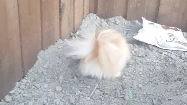 Tiny Pomeranian takes a dust bath