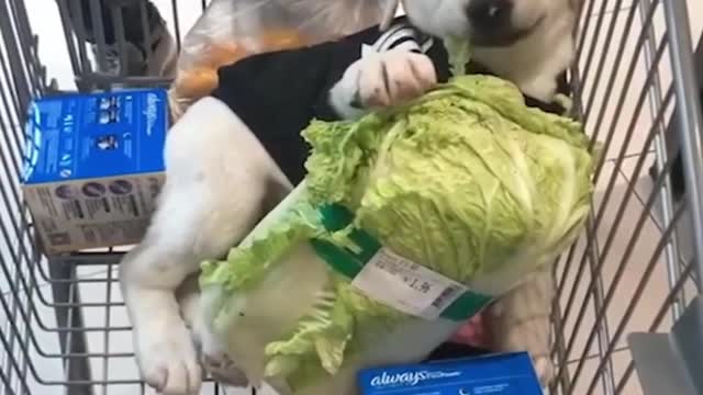 Here is What's Good About dog eating vegetable in the basket