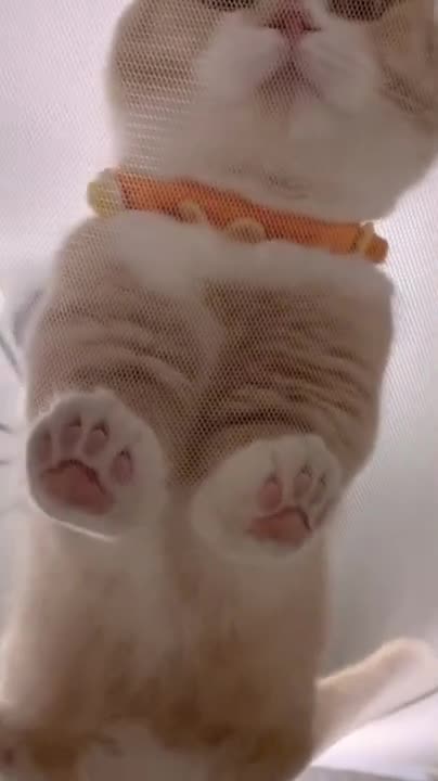 Mosquito Net For This Supper Lovely Cute Cat 🥰