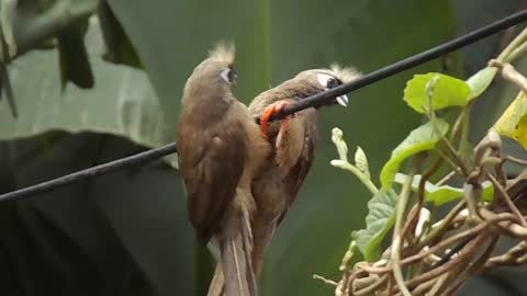 Very beautiful birds It seems that these birds have escaped from Paradise Glory be to the Creator