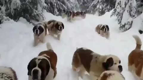 Funny dog video.