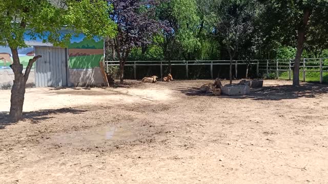 It's so comfortable for these cows to sleep together.