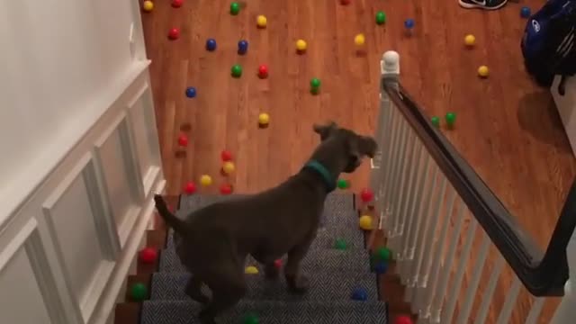 Sweet Dog Doesn't Know What To Do With All Those Balls