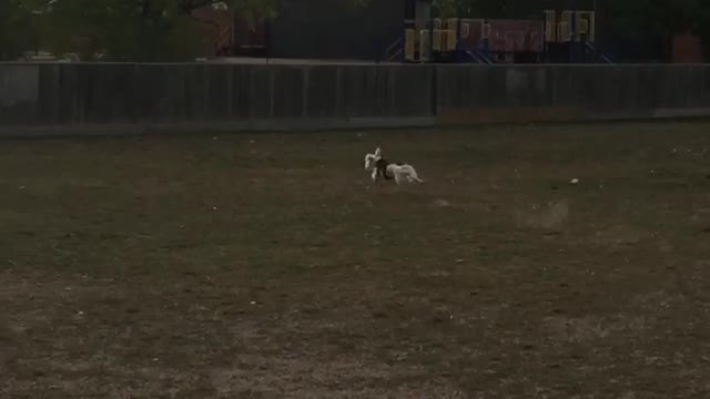 Dog running in yard and tripping