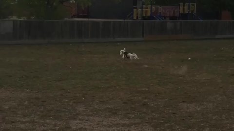 Dog running in yard and tripping