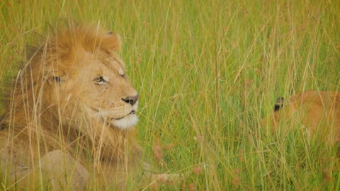 Wildlife of Maasai Mara 4K