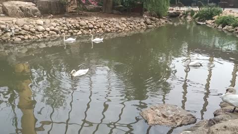 Duck is grooming itself with its beak