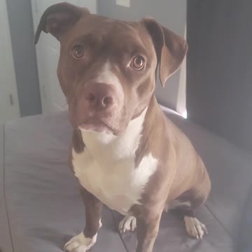 Dog training with 1 Happy Puppy, 2022 New Year New Me.