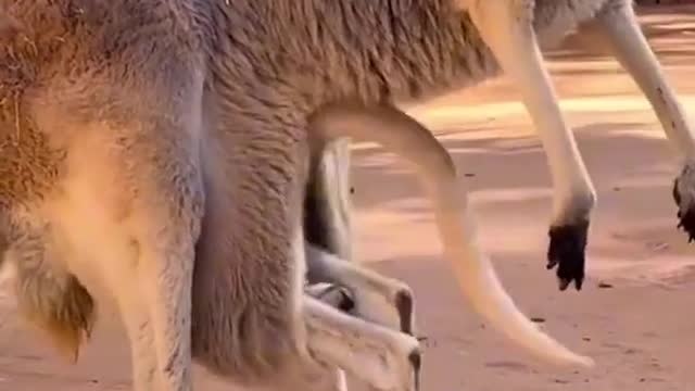 ANIMALS LOVER|CUTE BABY KANGAROO FUNNY VIDEO