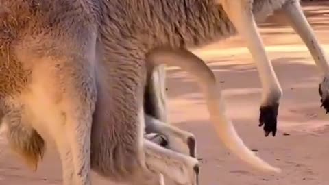 ANIMALS LOVER|CUTE BABY KANGAROO FUNNY VIDEO