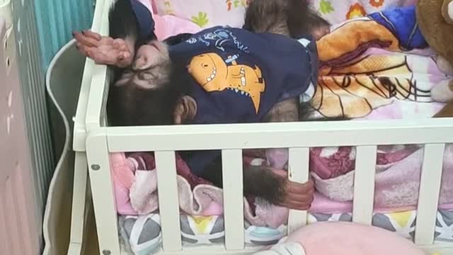 orangutans