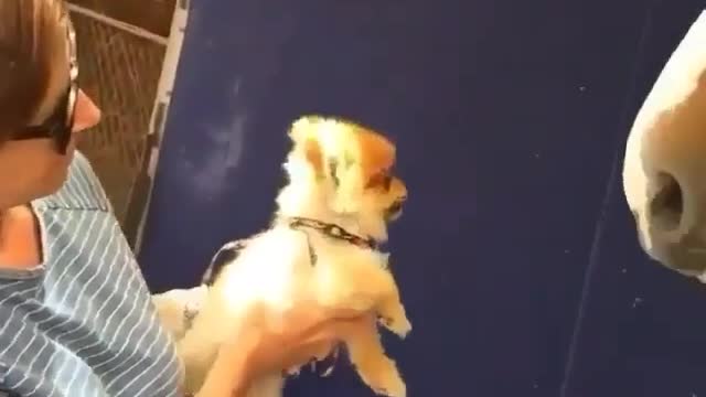 When a puppy first meets a horse