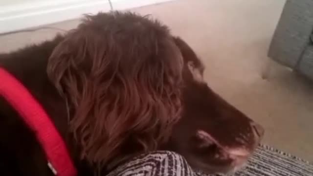 Sleep-talking dog wonders what day it is when woken up!!