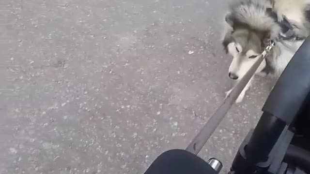 Husky Tantrum Mix