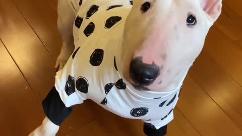 I used to feel lonely when I was alone, but now I am happier with a dog.