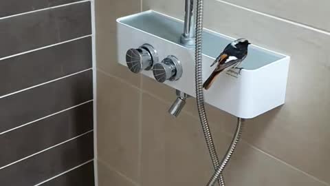 The little bird that came to my house.