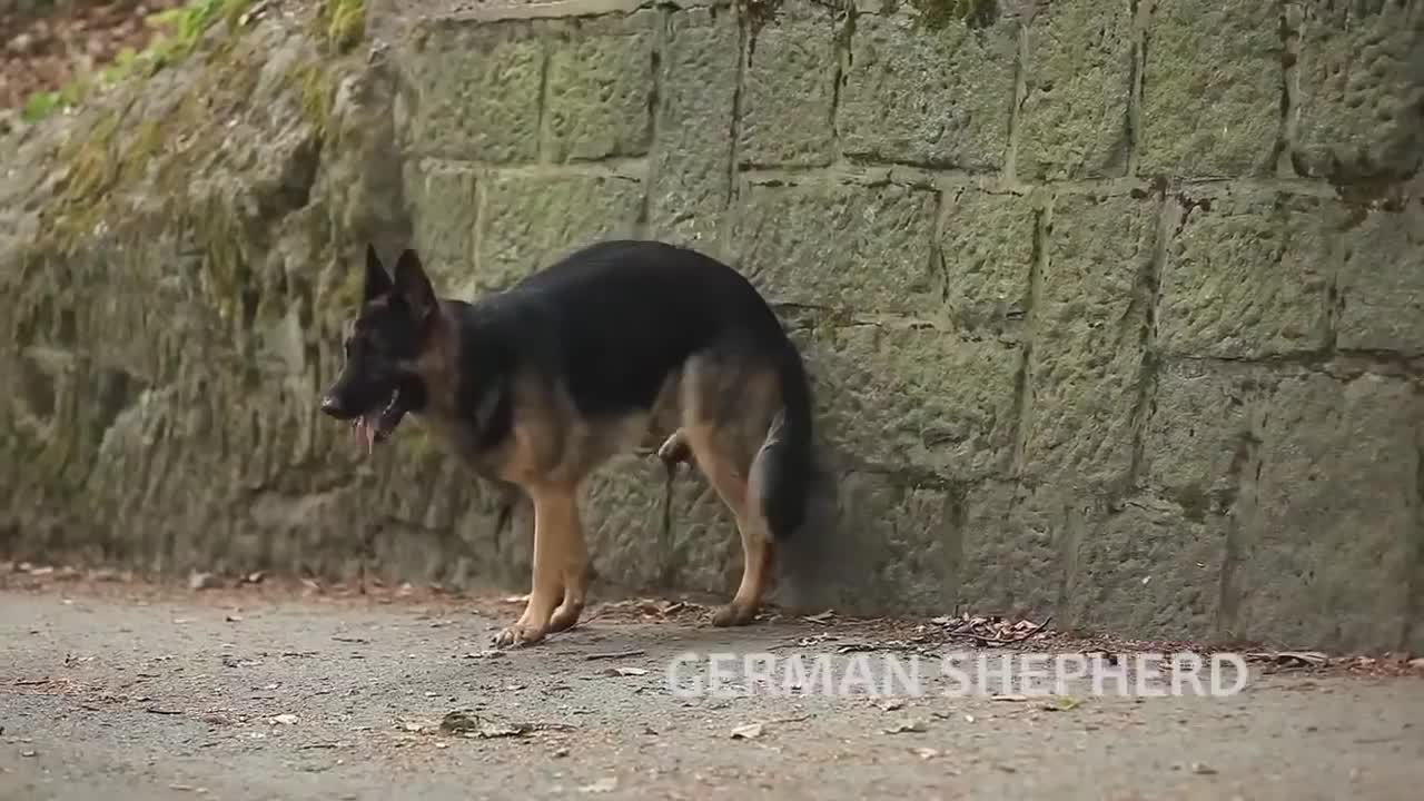 Extreme trained dog