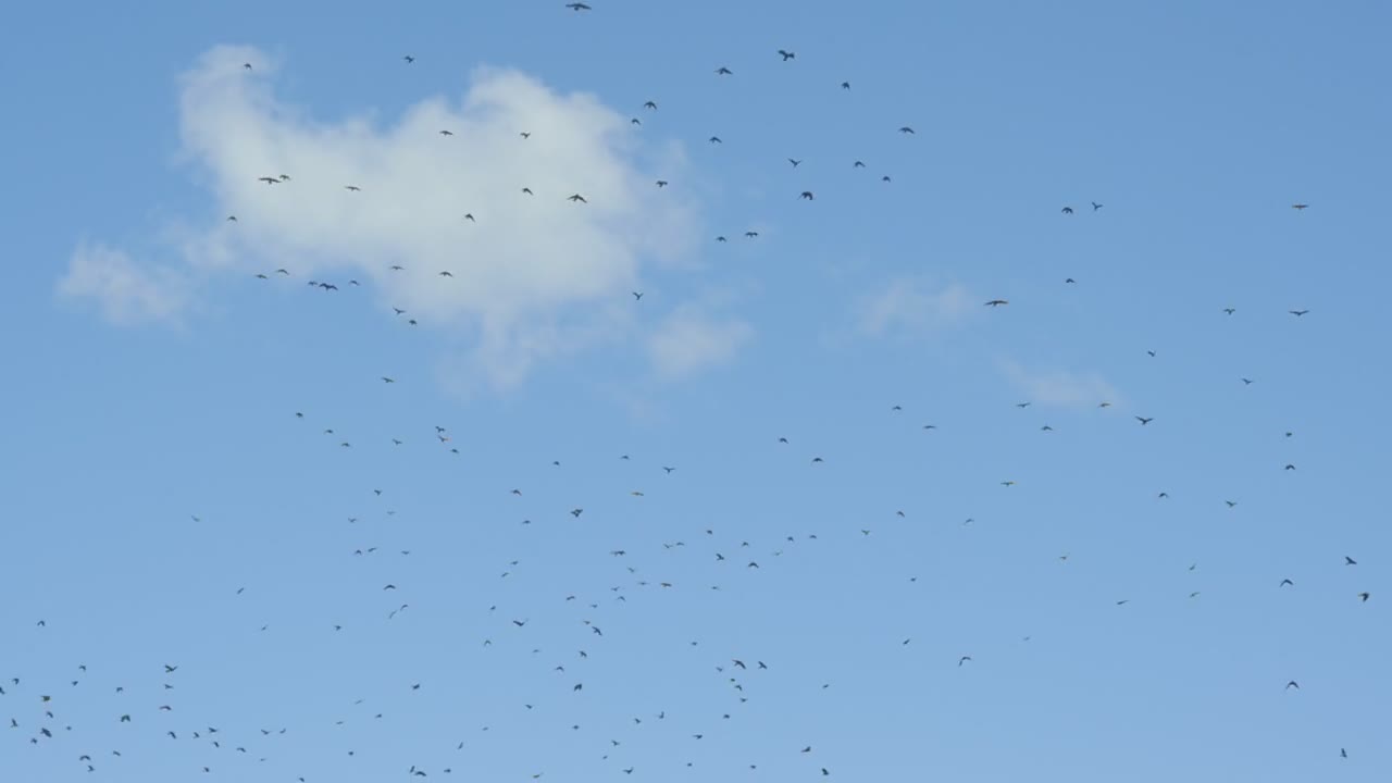 a flock of birds slo-mo