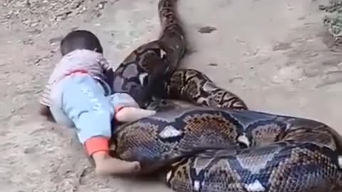 Big snake vs small boy