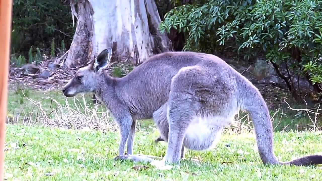 Australian Kangaroo Twin