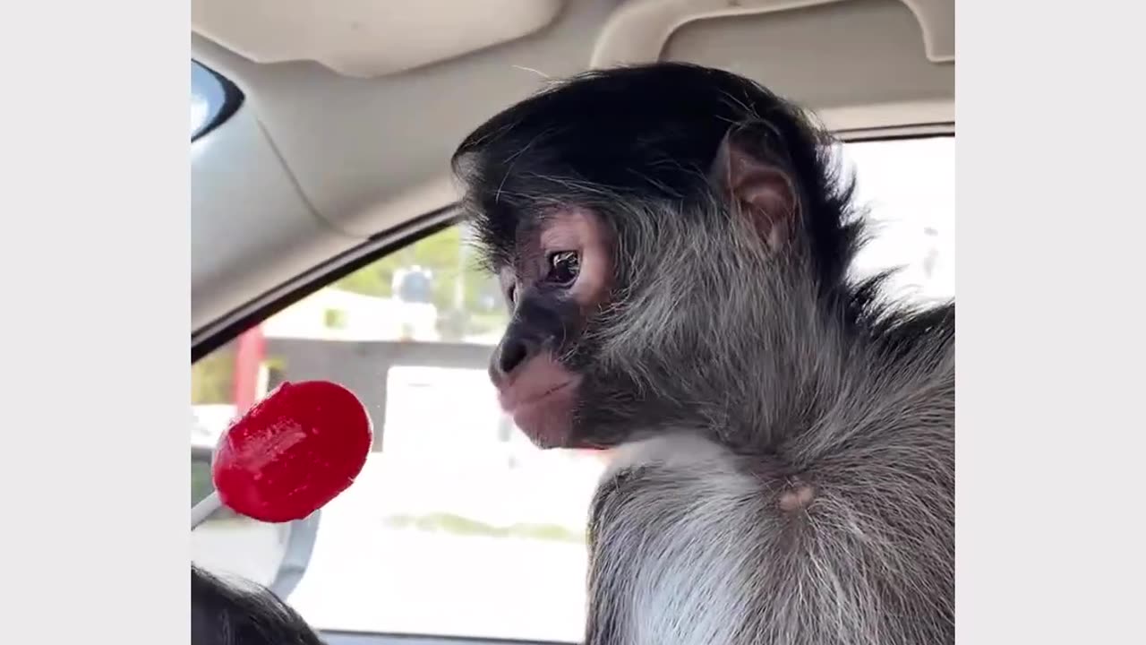 How does one get to own a monkey