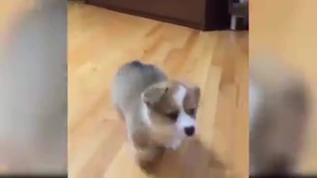 Cutest dogs and puppies in the world video 28