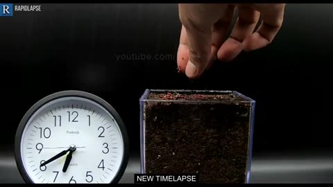 plant grow timelapse compilation 200days