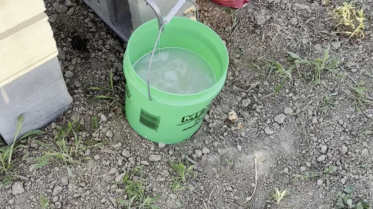 Honey Bee 🐝 Sugar water set up. #short