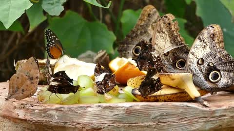 butterfly foraging