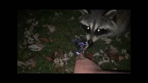 Wild raccoon celebrates Thanksgiving with his friends