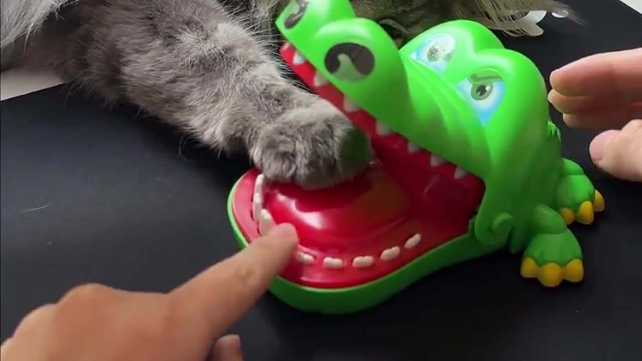 My cats scared to see this new gadget