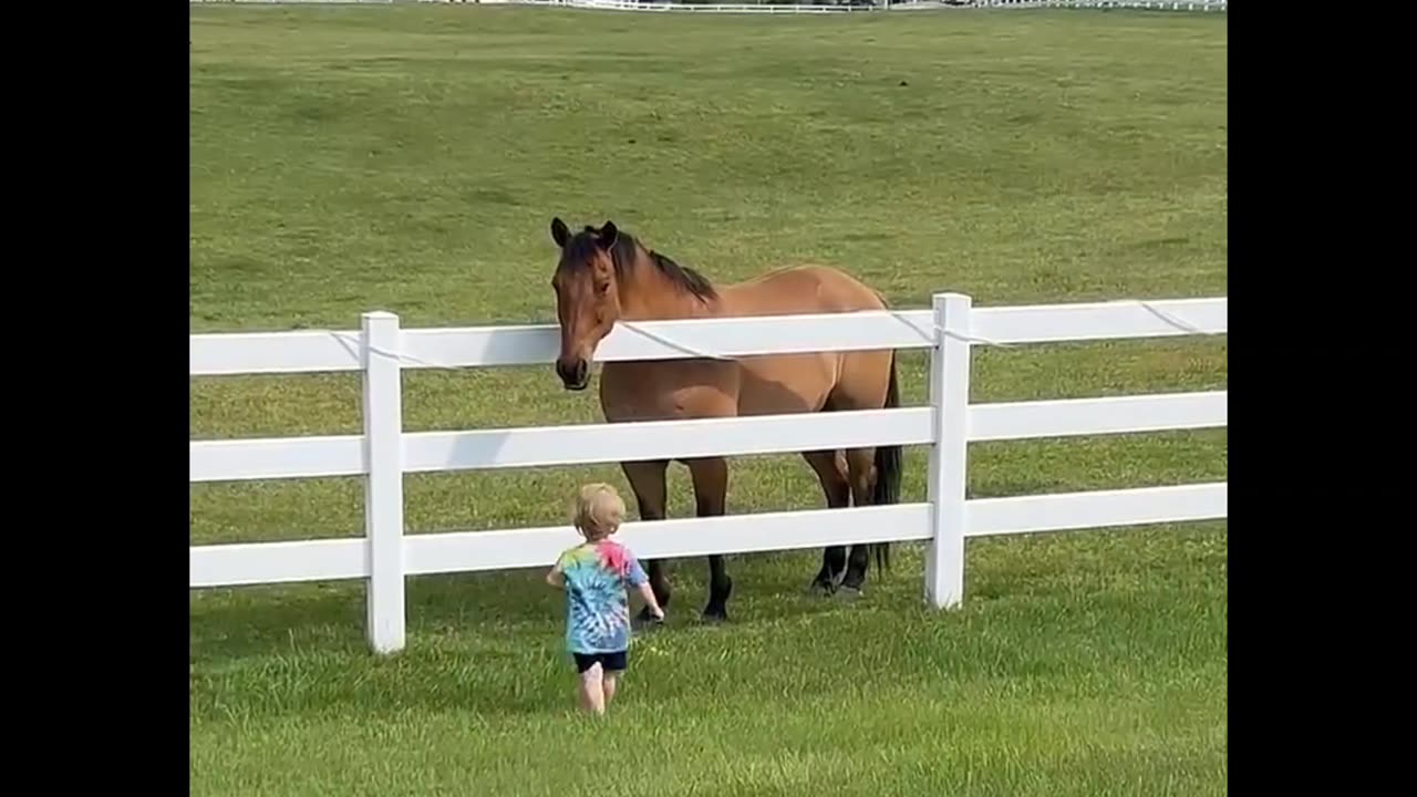 Little Boy Calls His Horse Friends to Him