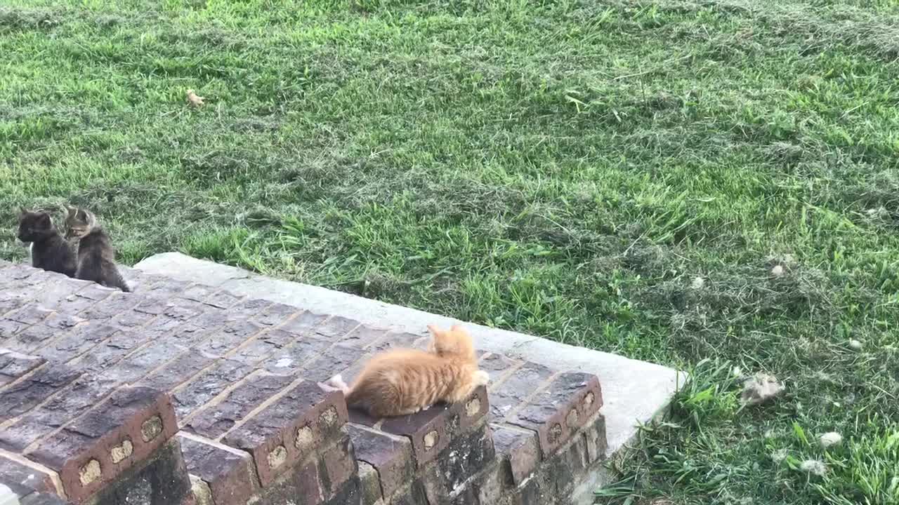 Litter Of Kittens Adorably Play Together On Stairs