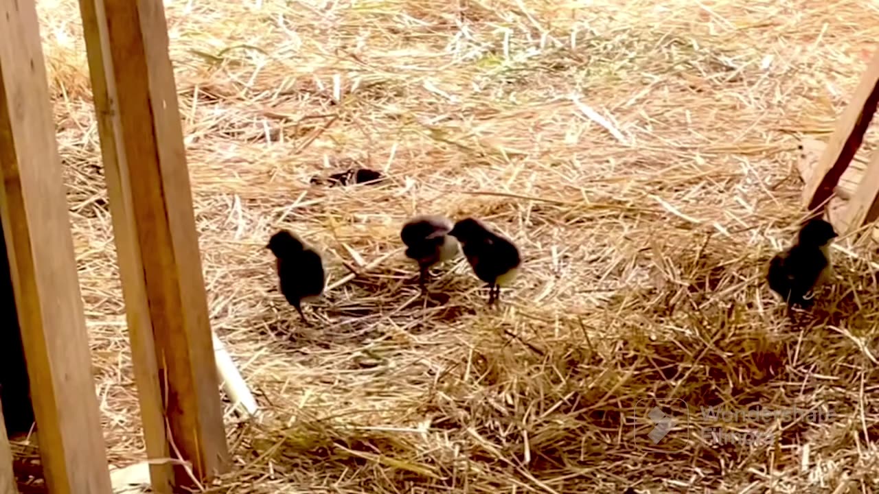 Fluffy Baby Chicks 🐥🐥🐥🐥 JeffCall OfThe Wild