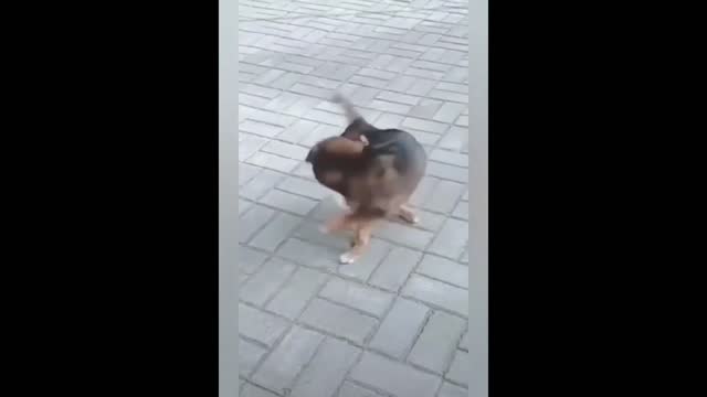 Best Dog Fails Funny Compilation