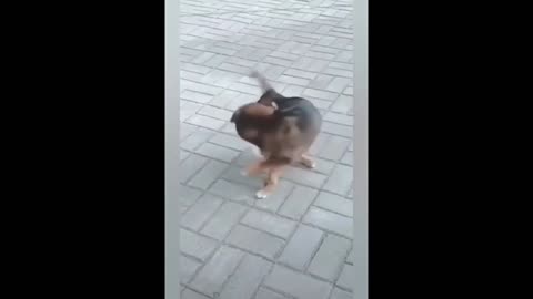 Best Dog Fails Funny Compilation