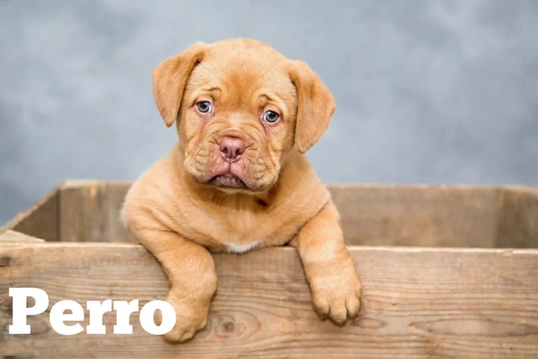 sonidos de animales para niños