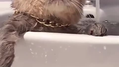 super cute funny little animals #shorts