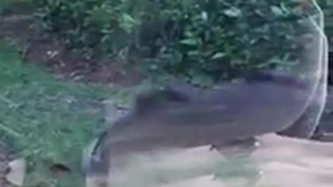 Alligator takes over a mans backyard...too close for comfort!!