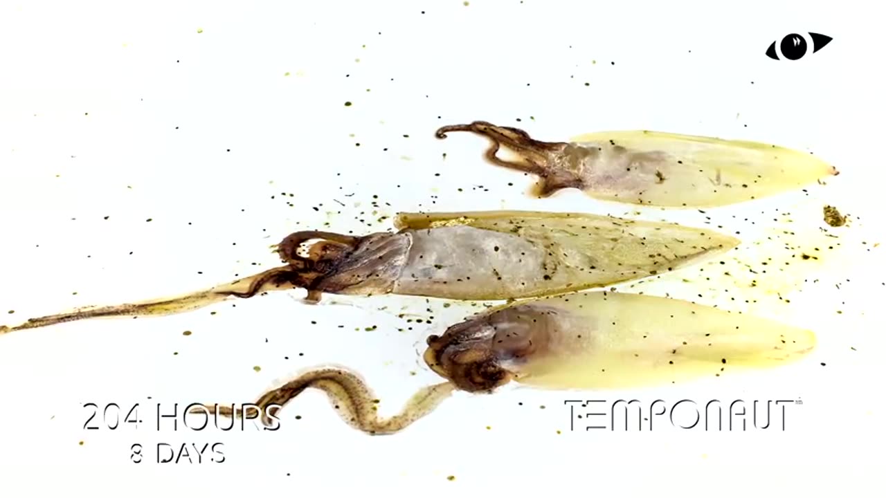 Squids Calamari Time-lapse