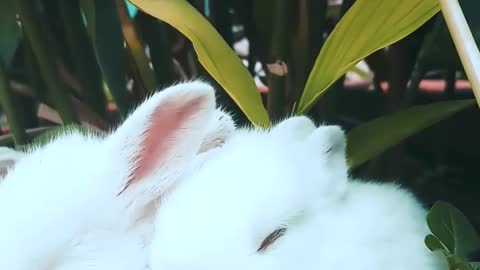 These little rabbits love to wander and hide in between plants!!