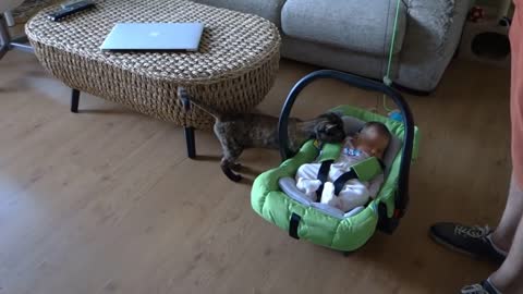 Cats Meeting Babies for the FIRST Time @!cutee