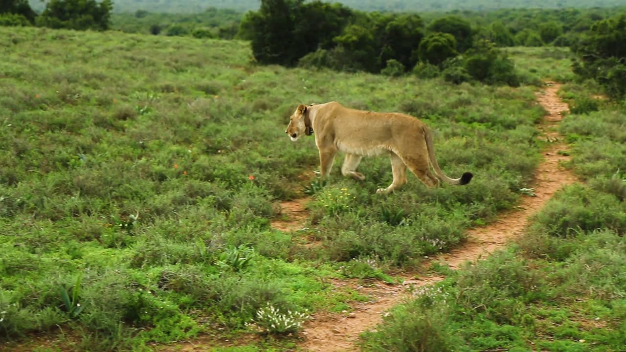 Amazing Wildlife Encounters in the Heart of the Jungle