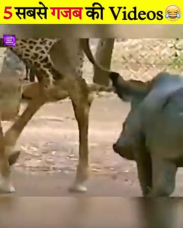 funny annimal movements