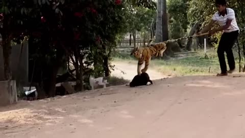 Troll prank dog funny, fake lion and fake tiger.