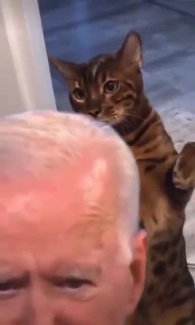 A lovely cat hits Biden's head (pleasure time)